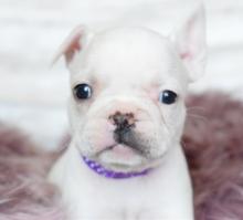 Puppies for sale , french bulldog puppies - Bulgaria, Sofia