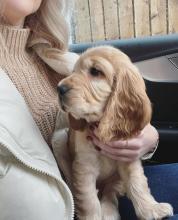 Puppies for sale cocker spaniel - Ireland, Cork