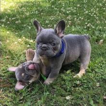 Puppies for sale french bulldog - Greece, Athens