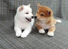 Puppies for sale , shiba inu puppies - Netherlands, Maastricht