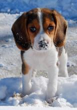 Puppies for sale beagle - Sweden, Malmo