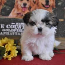 Puppies for sale shih tzu - Latvia, Preili