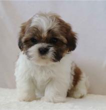 Puppies for sale , shih tzu puppies - Latvia, Limbazhi