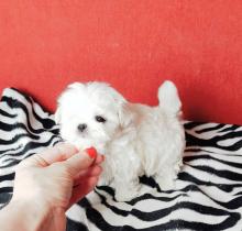 Puppies for sale maltese - Ireland, Cork