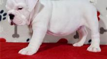 Puppies for sale english bulldog - Uzbekistan, Namangan