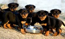 Puppies for sale rottweiler - Ukraine, Kiev