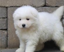 Puppies for sale samoyed dog (samoyed) - Tajikistan, Kurgan-Tube