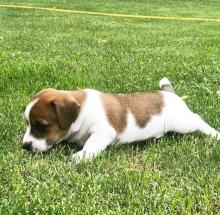 Puppies for sale jack russell terrier - Estonia, Narva