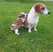 Puppies for sale jack russell terrier - Portugal, Braga