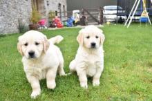 Puppies for sale golden retriever - Greece, Athens