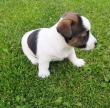 Puppies for sale jack russell terrier - Poland, Pyzheus