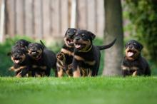 Puppies for sale rottweiler - Belgium, Liege