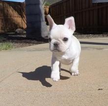 Puppies for sale french bulldog - Portugal, Lisbon