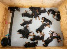 Puppies for sale rottweiler - Armenia, Armenia