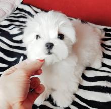 Puppies for sale maltese - Ireland, Londonderry