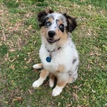 Puppies for sale australian shepherd - Georgia, Burn