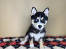 Puppies for sale , pomsky pupies - Cyprus, Nicosia