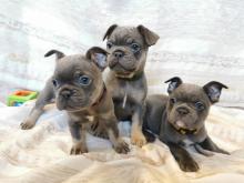 Puppies for sale french bulldog - Germany, Berlin