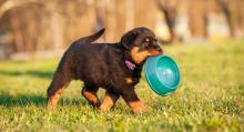 Puppies for sale rottweiler - Belarus, Maladzyechna