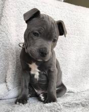 Puppies for sale staffordshire bull terrier - Latvia, Ludza