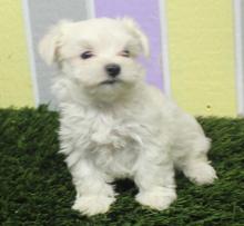 Puppies for sale maltese - Sweden, Norcheping