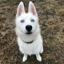 Puppies for sale haski, white husky siberian - Spain, Badajoz