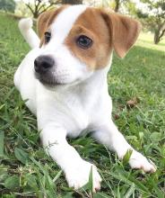 Puppies for sale jack russell terrier - United Kingdom, Darlington