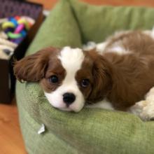 Puppies for sale king charles spaniel - Sweden, Mutal