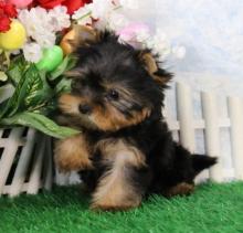 Puppies for sale yorkshire terrier - Cyprus, Ayia Napa