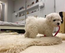 Puppies for sale bichon - Greece, Athens