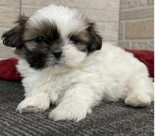 Puppies for sale shih tzu - Greece, Athens