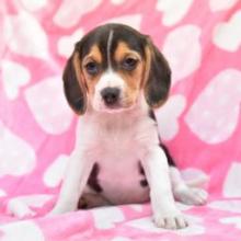 Puppies for sale beagle - Sweden, Esbjerg