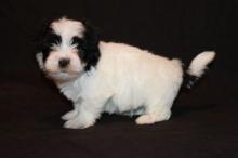 Puppies for sale havanese - Hungary, Gyor