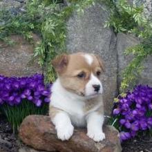 Puppies for sale , welsh corgi, pembroke - Canada, Ontario, Toronto