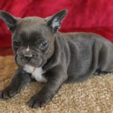 Puppies for sale french bulldog - Portugal, Almeida