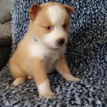 Puppies for sale , pomsky - Canada, Ontario