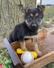 Puppies for sale german shepherd dog - Sweden, Norcheping