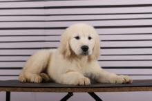 Puppies for sale golden retriever - Denmark, Odense