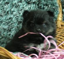 Puppies for sale pomeranian spitz - Finland, Lapperanta