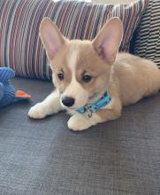 Puppies for sale other breed, corgi  - Denmark, Aalborg