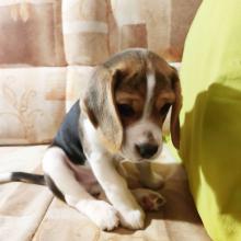 Puppies for sale beagle - Latvia, Riga