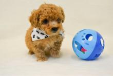 Puppies for sale , poodle puppies - Greece, Larissa