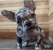 Puppies for sale french bulldog - United Kingdom, Colchester