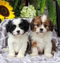 Puppies for sale shih tzu - Portugal, Lisbon