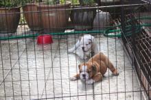 Puppies for sale english bulldog - Hungary, Gyor