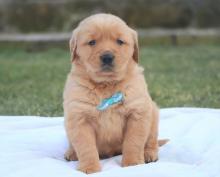 Puppies for sale golden retriever - Tajikistan, Kulyab