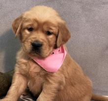 Puppies for sale golden retriever - United Kingdom, Sunderland