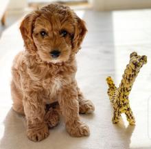 Puppies for sale other breed, cockapoo - Italy, Rome