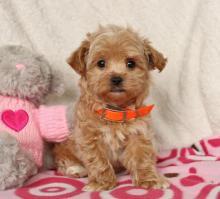 Puppies for sale miniature poodle - Sweden, Malmo