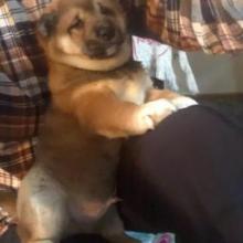 Puppies for sale , shiba inu - Canada, Alberta, Calgary